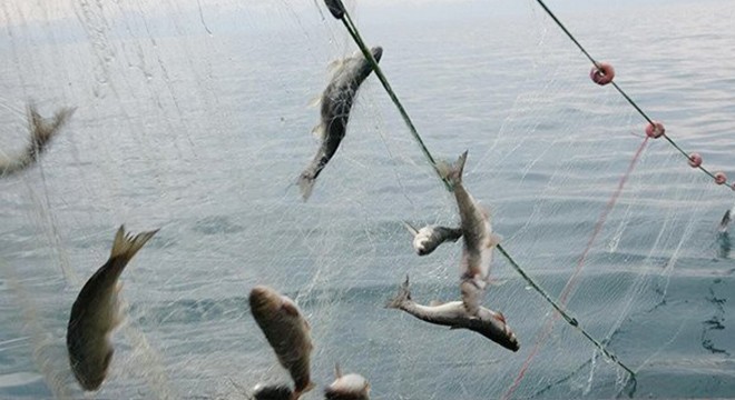  2021- 2022 balıkçılık av sezonu yasağı  yarın başlıyor