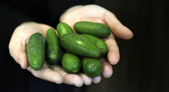  Baby  avokado, sadece mini olduğu için daha pahalı