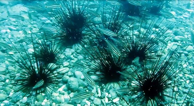  Dikenli deniz kestanesi, kendisi gibi işgalci türlere korumalık yapıyor 