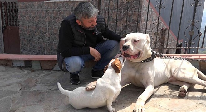  Dogo Argentino  ırkı köpeklerine yargı kararıyla kavuştu