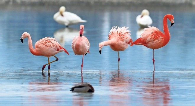  Flamingo yavrularında artış gözlemlendi 