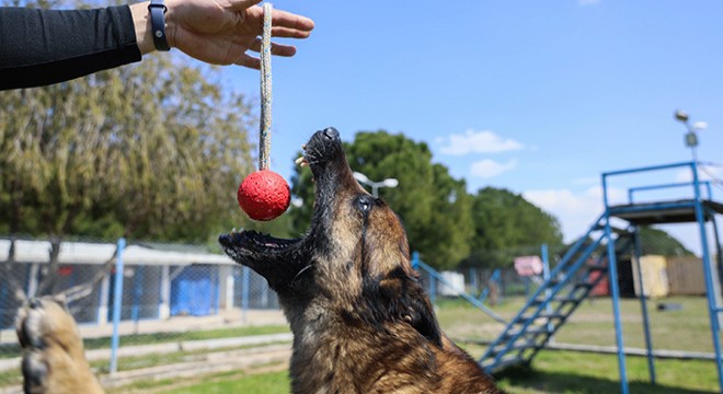  Hassas burun  köpekler aslında uyuşturucuyu değil, topunu arıyor