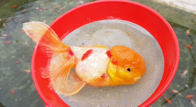  Japon balığına güzellik katan renkli topaklar, aslında bir çeşit ur 