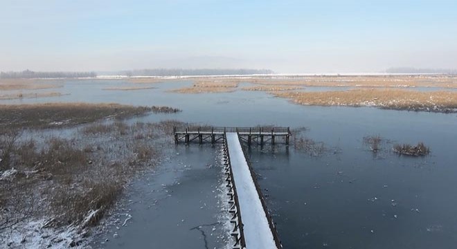  Kuş cenneti  Efteni Gölü, buz tuttu
