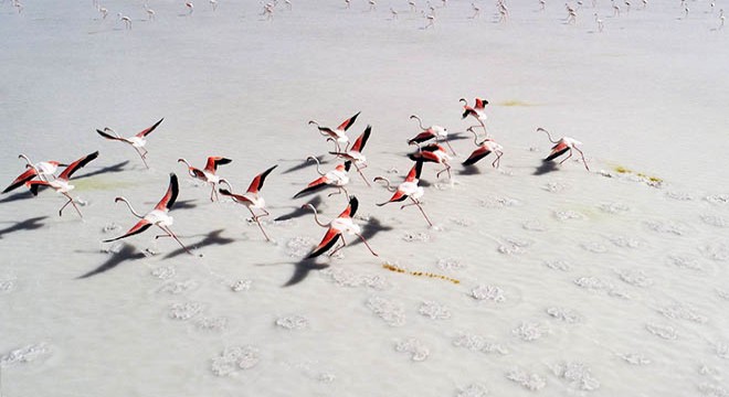  Ölümlerden sonra flamingolar Tuz Gölü’ne gelmeyebilir 