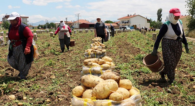  Sandıklı da patates üretimi yüzde 30 azaldı 