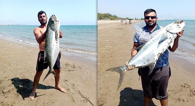 14 kiloluk liça balığı avladılar