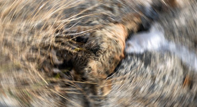 15 kedinin şüpheli ölümüne soruşturma