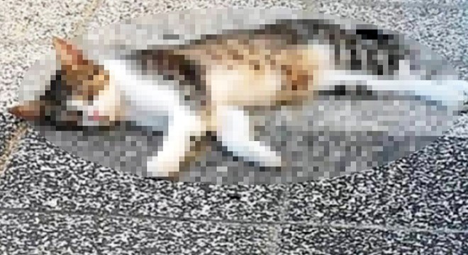 15 sokak kedisinin zehirlenerek öldürüldüğü iddiası