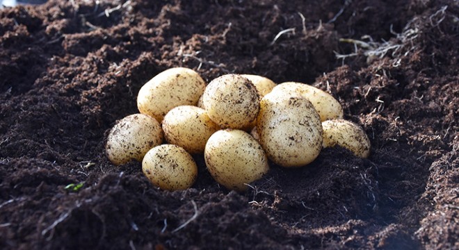 15 yılda 1 milyon melez patates tohumu elde edildi