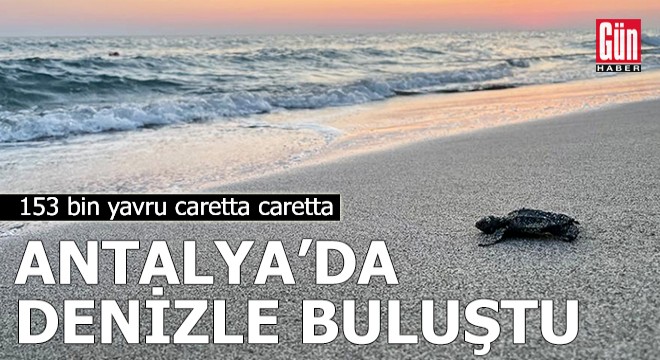 153 bin yavru caretta caretta Antalya da denizle buluştu