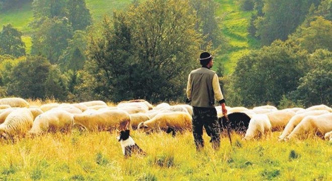 16 yaşındaki çoban ölü bulundu