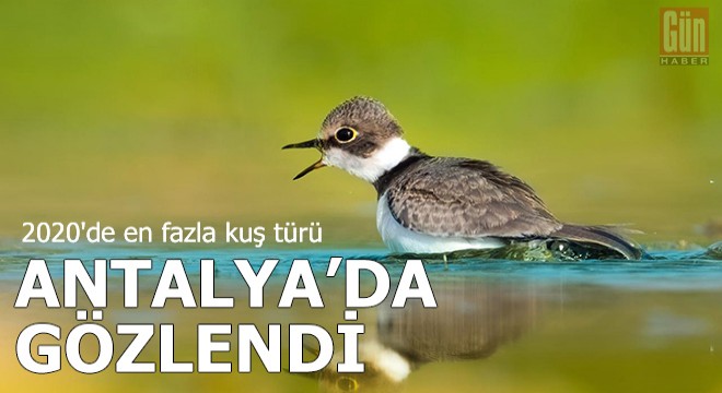 2020 de en fazla kuş türü, Antalya da gözlendi