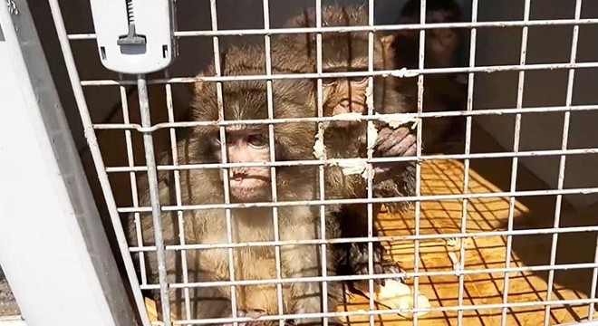 3 makak maymununa el koyuldu; 3 kişiye para cezası