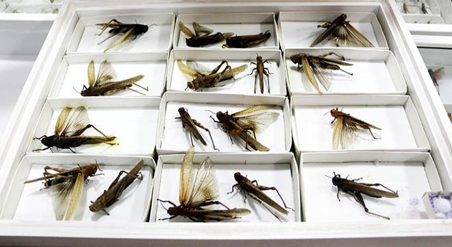 30 bin böceğin sergilendiği müzede 1200 tür teşhis edildi