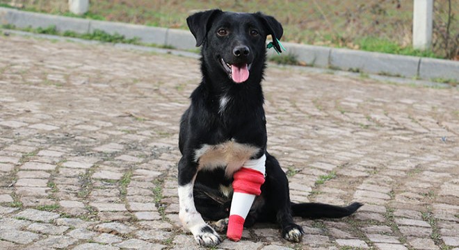 3D yazıcıyla protez bacak takılan köpek, sahiplendirilmeyi bekliyor