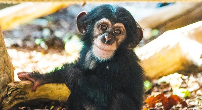 4 şempanzeyi öldüren hayvanat bahçesi eleştiri altında