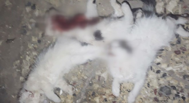 4 yavru kedi, boğazları ve karınları kesilmiş olarak bulundu