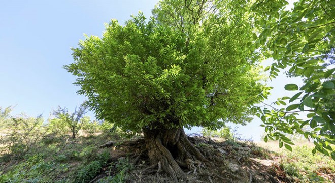 410 yıllık ağaç,  anıt ağaç  olarak tescillendi