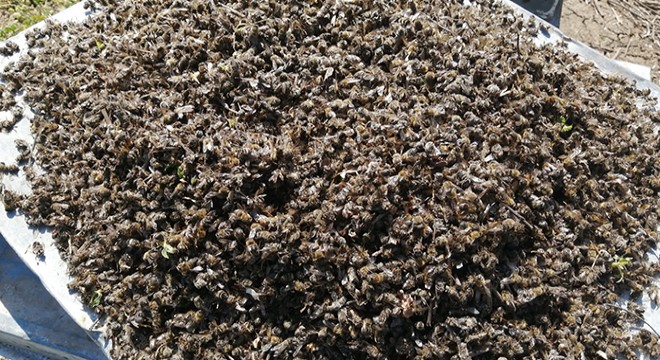 500 kovan arı öldü, inceleme başlatıldı