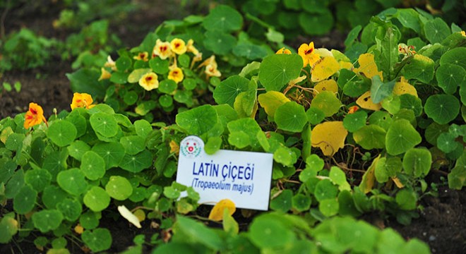 81 ilden 236 aromatik bitki tek bahçede yetiştiriliyor