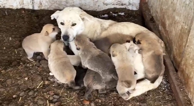 9 yavru köpek donmaktan kurtarıldı