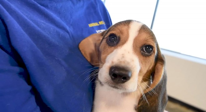 ABD’de 4 bin Beagle kobay olmaktan kurtarıldı