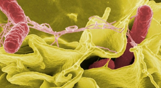 ABD ve Kanada da salmonella salgını: 8 kişinin öldü