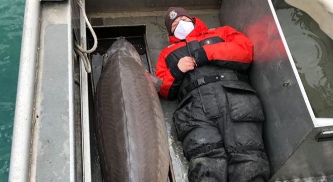 ABD, yaklaşık 100 yaşında 109 kiloluk mersin balığı yakalandı