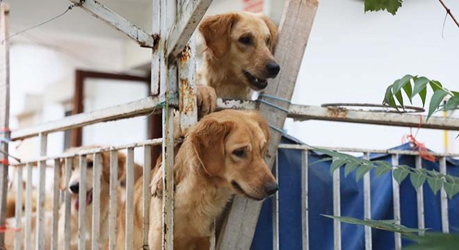 Aç kalan köpeklerin, evde birbirini öldürdüğü iddia edildi