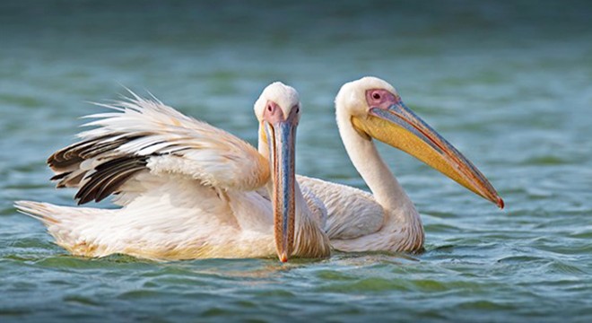 Afrika dan göç eden pelikanlar Erzincan da mola verdi