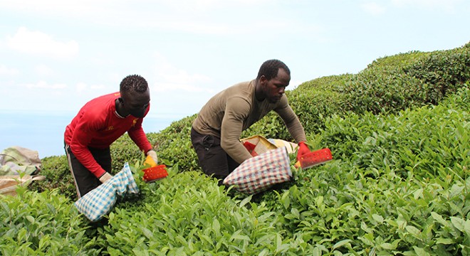 Afrikalı işçiler çay tarımı için Karadeniz de