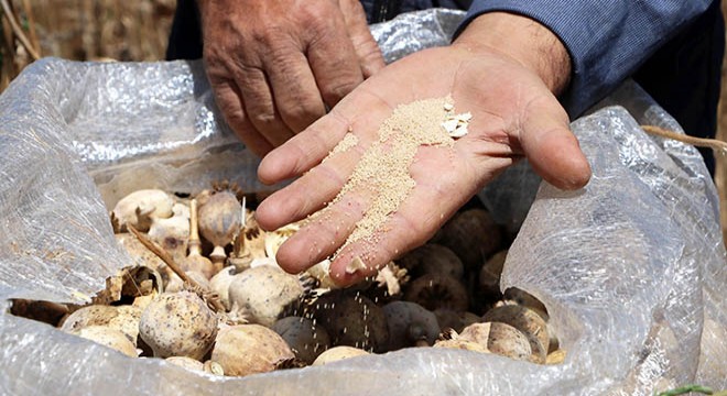 Afyonkarahisar da haşhaş hasadı sürüyor