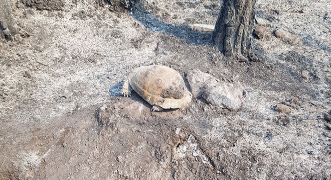 Ağaç kovuğuna giren kaplumbağa yangından kurtuldu
