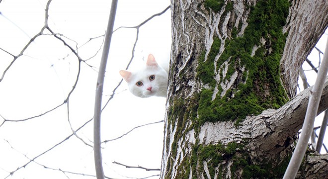 Ağaca çıkan kediyi itfaiye kurtardı