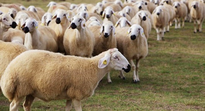Ağıldan 124 koyun çalan 7 kişi tutuklandı