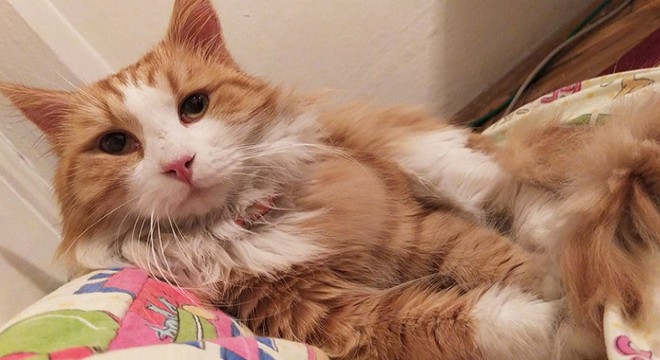 Ailenin kayıp  Norveç orman kedisi , çatı katında bulundu