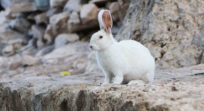 Akdamar Adası nda  tavşan  zararı