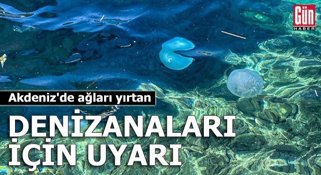 Akdeniz de ağları yırtan denizanaları için uyarı