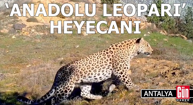 Akdeniz ve Ege de  Anadolu leoparı  heyecanı