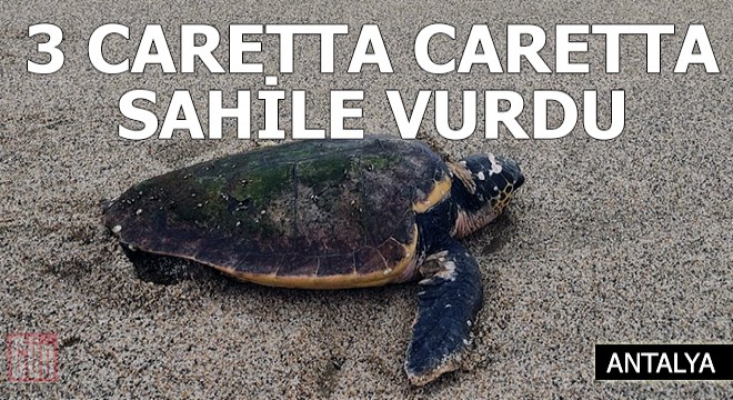 Alanya da fırtınada, biri ölü 3 Caretta caretta sahile vurdu
