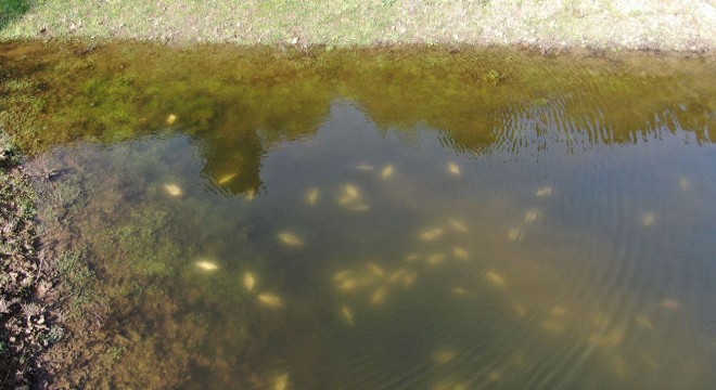 Alibeyköy Barajı nda dikkat çeken ölü balıklar