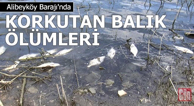 Alibeyköy Barajı nda korkutan balık ölümleri
