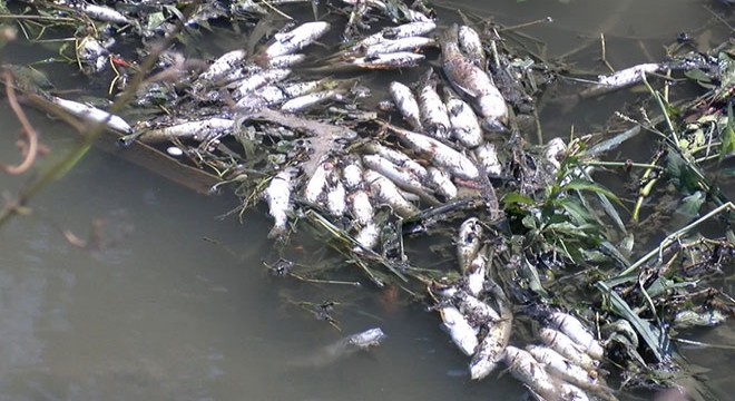 Alibeyköy Deresi nde balık ölümleri
