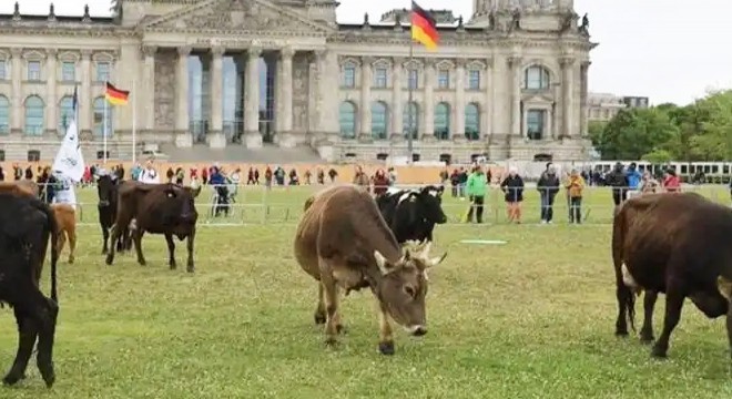 Almanya da çevreciler ineklerini Meclis bahçesinde otlattı