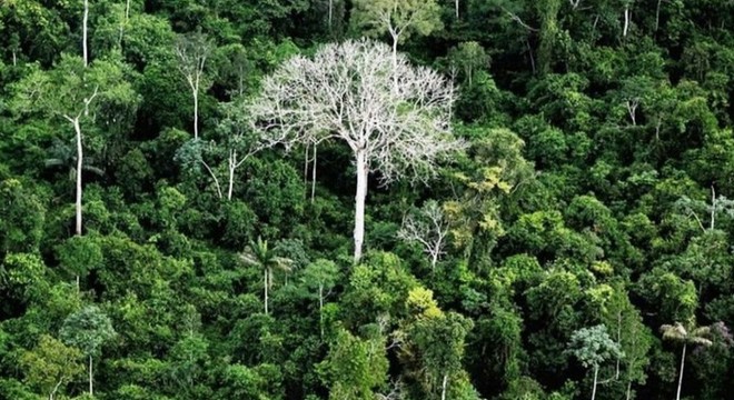 Amazon ormanlarında ağaçların kesimi 2023’te düştü