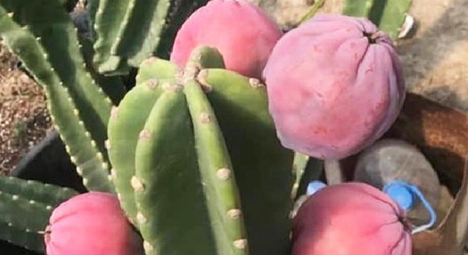Anamurlu kadın üretici, Peru elması yetiştirdi