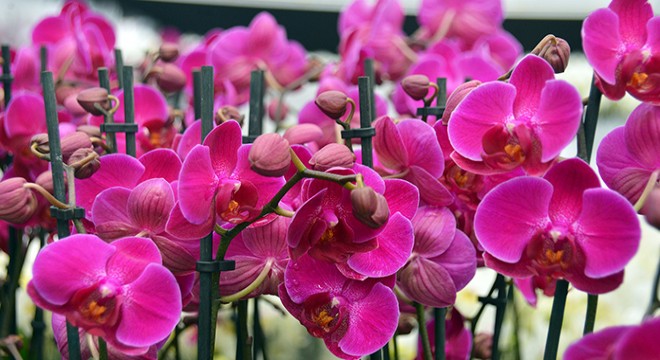 Anneler Günü nde en ucuz orkide 150 TL