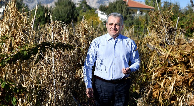 Antalya Çandır fasulyesinde hasat zamanı
