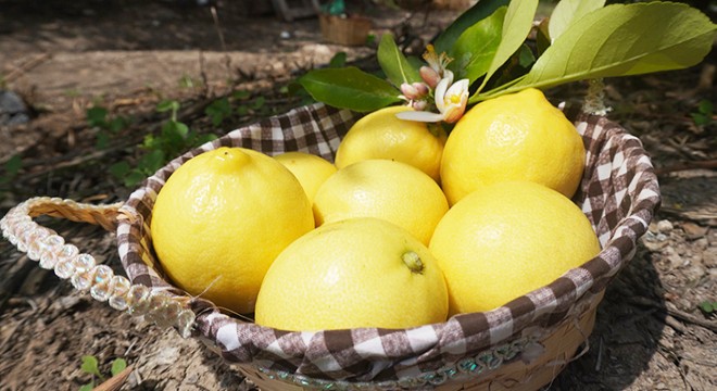 Antalya Finike nin limon ve narı Nuh un Ambarı Listesi nde